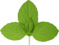 leaf