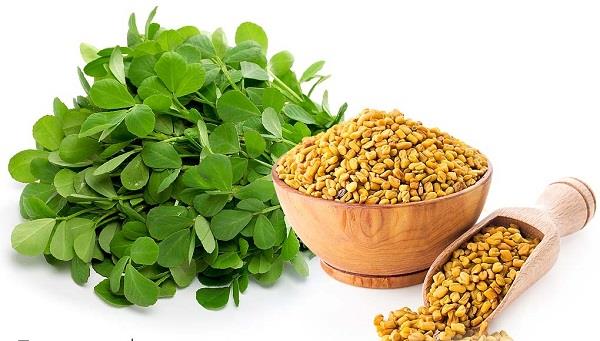 خواص عرق شنبلیله