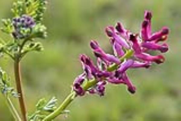 خواص عرق شاتره