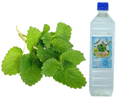 عرق بادرنجبویه