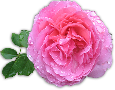 گلاب خضراء کاشان,بهترین گلاب,بهترین گلاب کاشان,گلاب برزک کاشان, گلاب کاشان, خرید گلاب کاشان